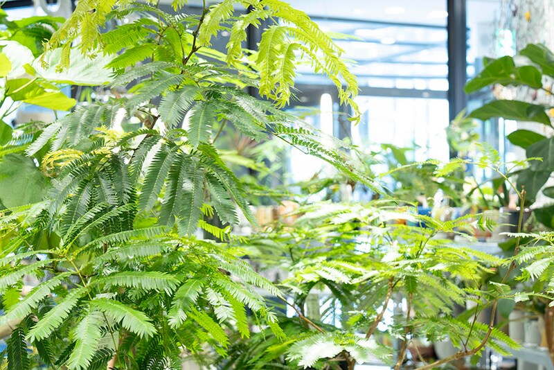 エバーフレッシュ