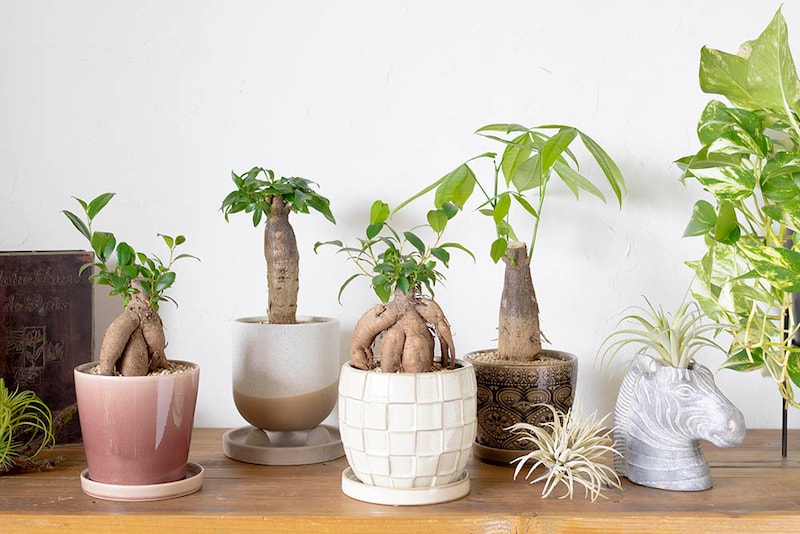 インドアグリーン