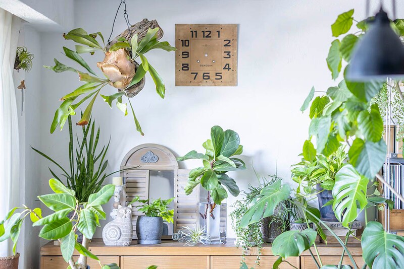 インドアグリーン