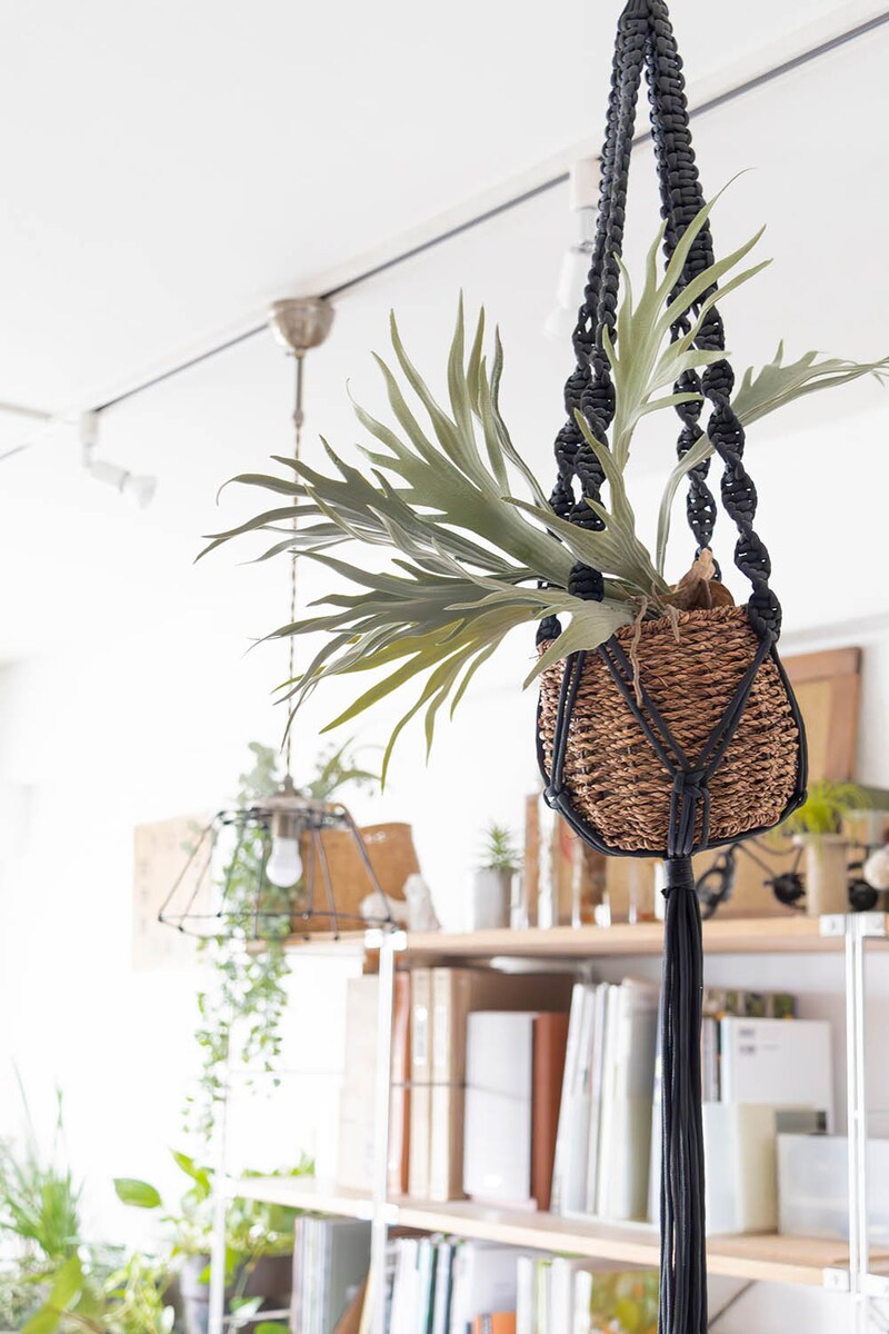 フェイクのビカクシダ