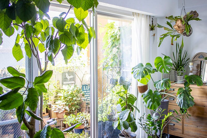 グリーンコーディネーターに教わる！ 暮らしを美しく整える、インドアグリーンの選び方
