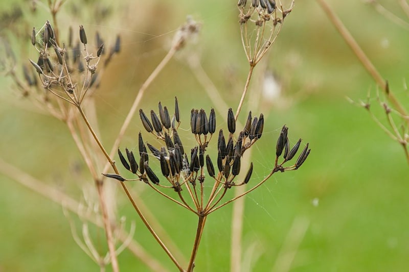 チャービルの種子