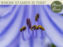 清涼感あふれる初夏の花！…このおしべ、何の花？【Let’s Challenge! 植物クイズ】Vol.17