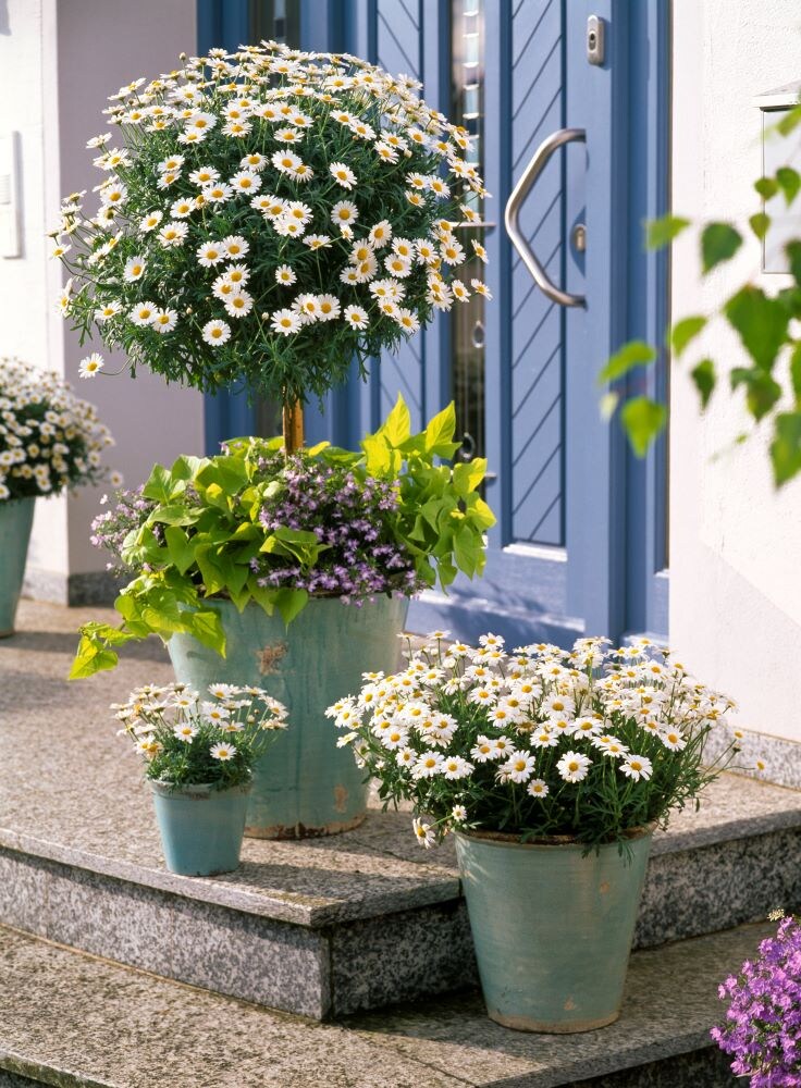 アプローチガーデン