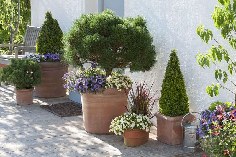 アプローチガーデン