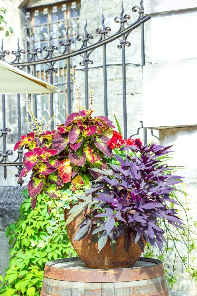 イポメアとコリウス