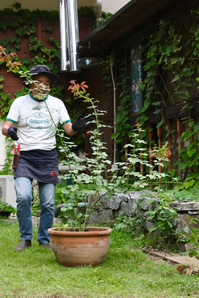 鉢植えバラをオベリスクに誘引！