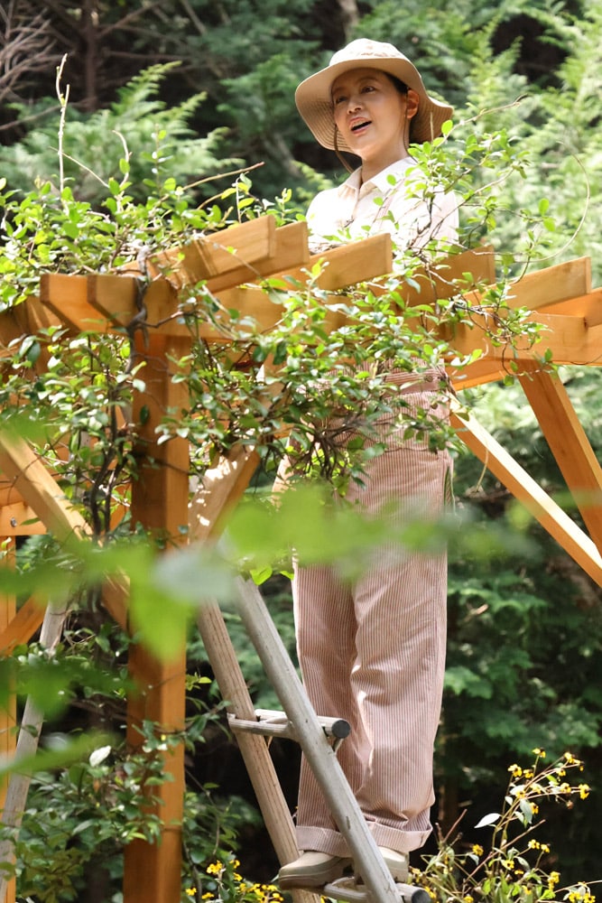 伸びたテイカカズラの枝をパーゴラの上部に誘引しました。