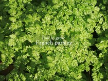 【初心者向け】チャービルの育て方｜料理映え＆香り抜群の「美食家のハーブ」を家庭菜園で楽しもう！