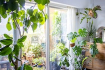 グリーンコーディネーターに教わる！ 暮らしを美しく整える、インドアグリーンの選び方