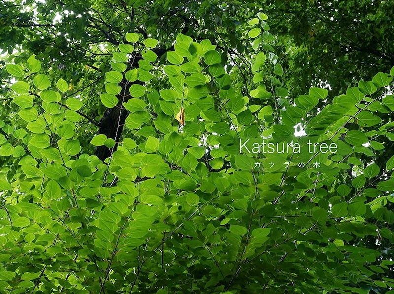 【庭木やシンボルツリーに】カツラの木とは？ 香り・紅葉・育て方まで徹底解説！