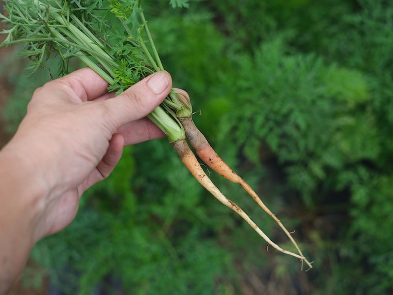 間引きニンジン