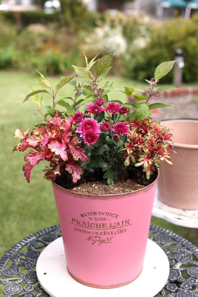 コリウスを植え付け