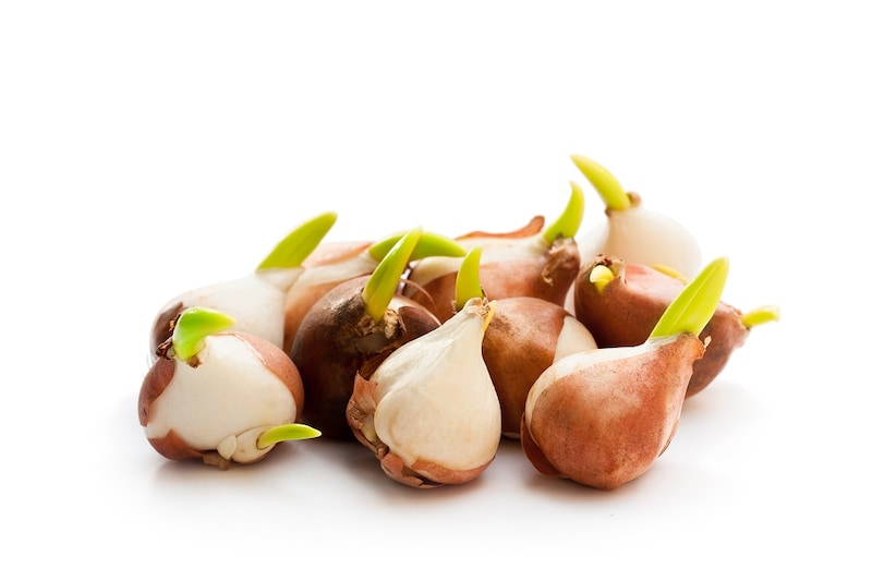 チューリップの球根