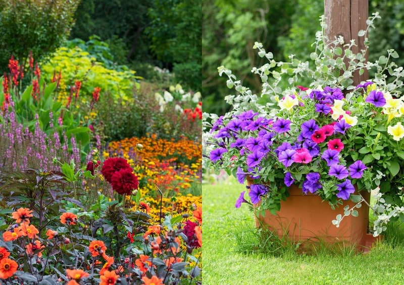 宿根草と一年草