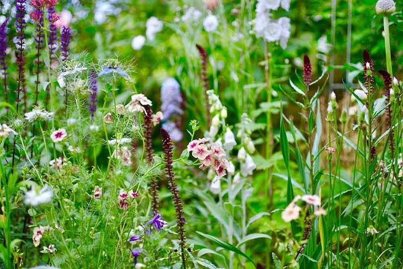 リシマキア・アトロプルプレア‘ボジョレー’