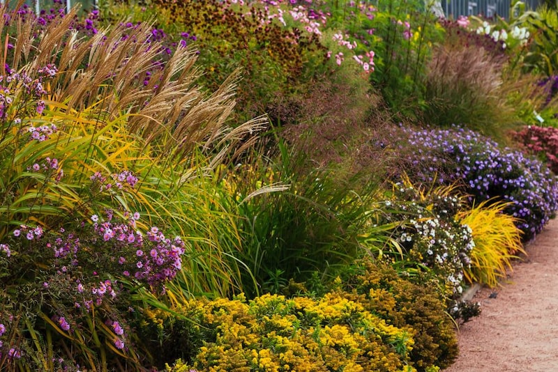 秋の宿根草の庭