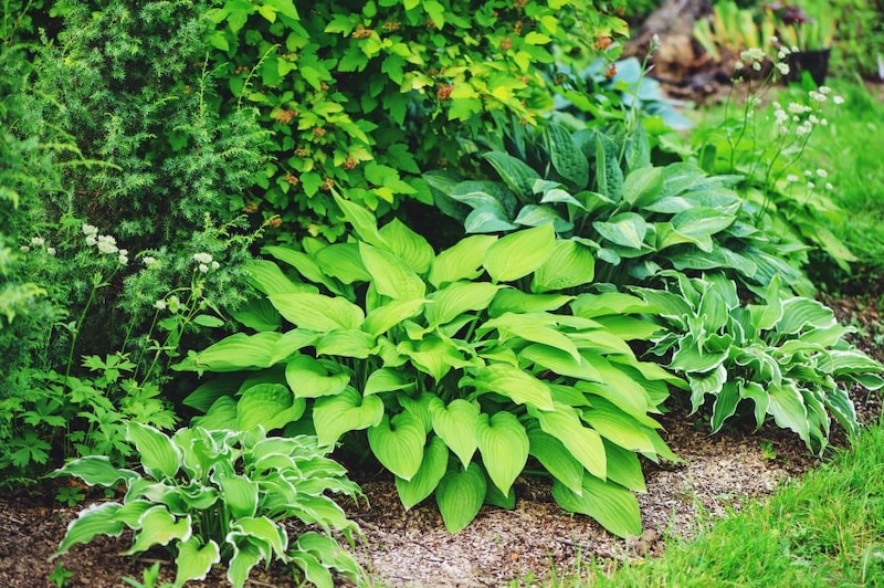 日当たりの悪い庭
