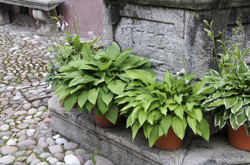 鉢植えのギボウシ