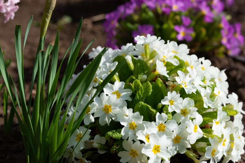 プリムラ・ブルガリス