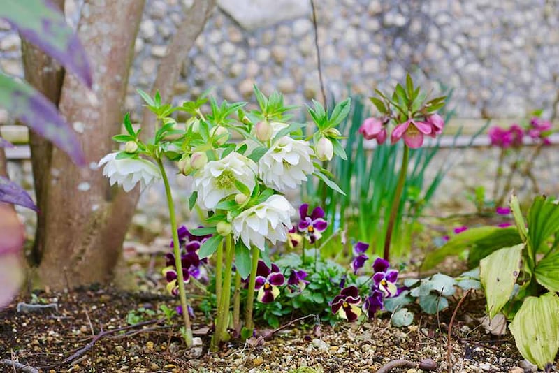 クリスマスローズ