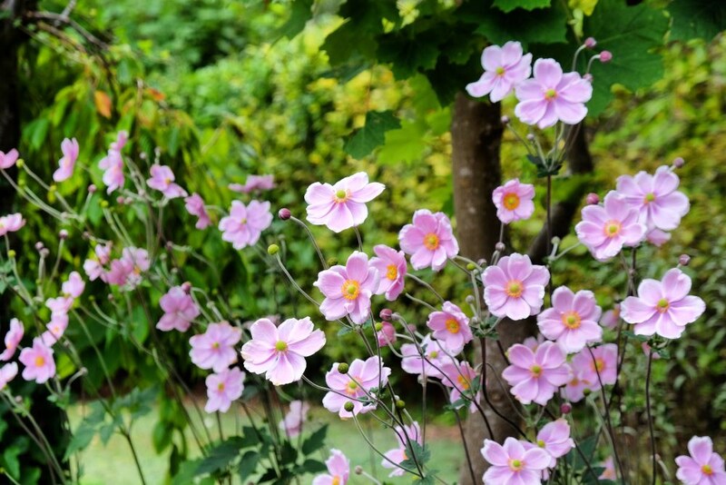 シュウメイギク