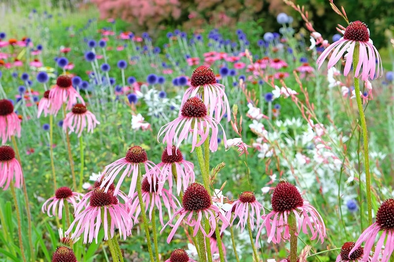 【保存版】毎年花咲く宿根草完全ガイド｜選び方・育て方・種類・おすすめ品種