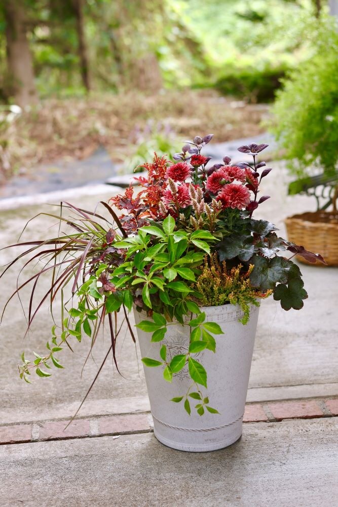 ポットマム‘ダンテ’レッドの寄せ植え