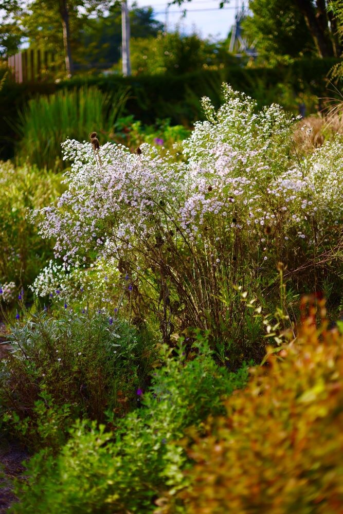 クジャクアスター