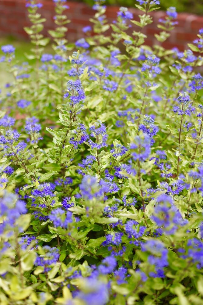 カリオプテリス ‘ゴールドクレスト’