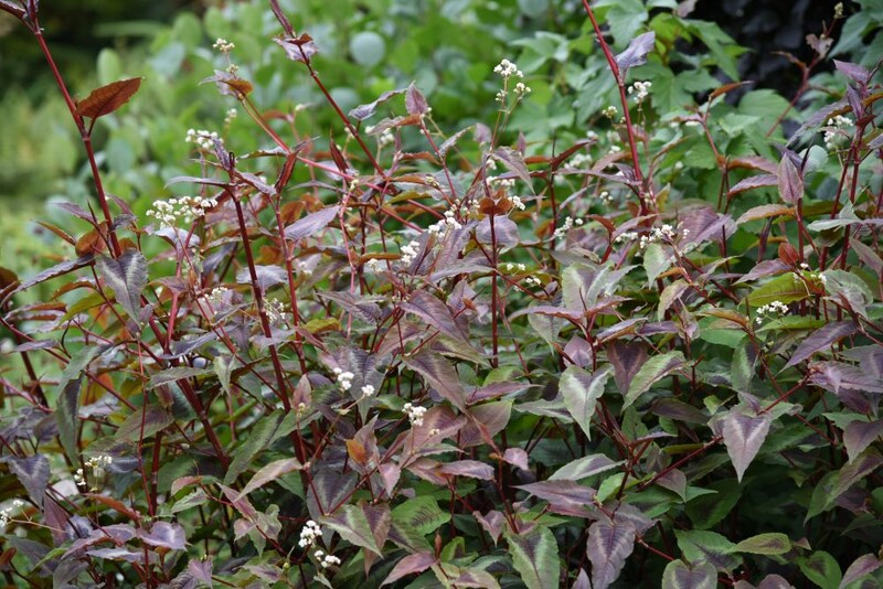 ペルシカリア・ミクロセファラ