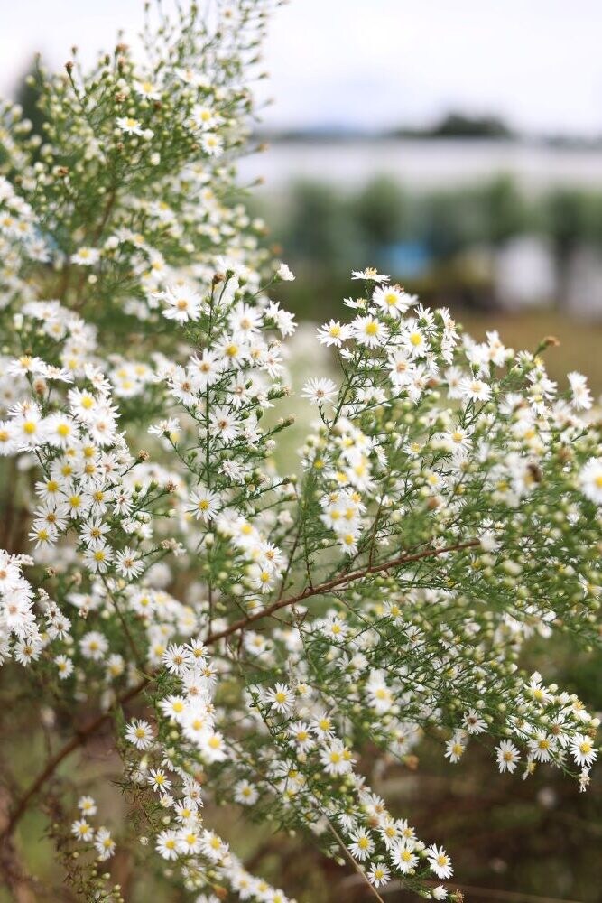クジャクアスター