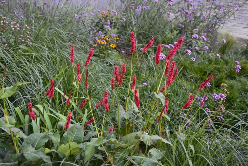 ペルシカリア・アンプレキシカウリス