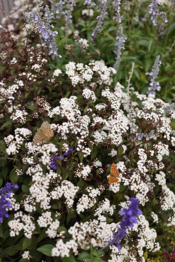 ユーパトリウム ‘チョコレート’
