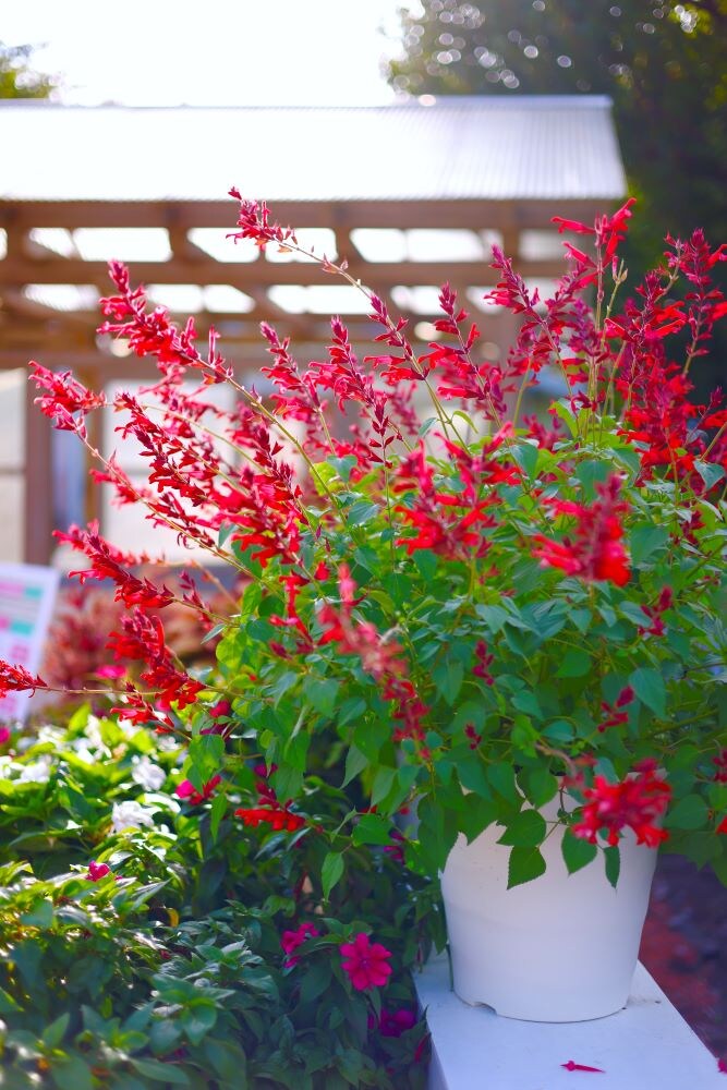 サルビア ‘ローマンレッド’