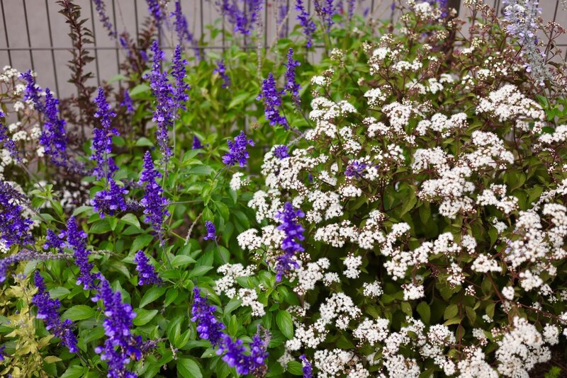 サルビア ‘ミスティック・スパイヤーズ・ブルー’