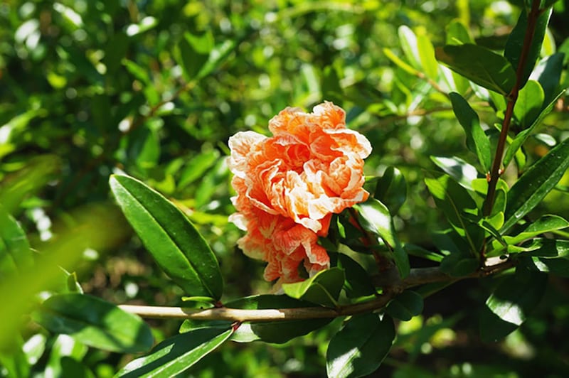 花ザクロ 五彩榴