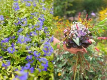 【秋色が映える】庭の宿根草で作るブーケ実例＋秋庭を彩る宿根草7選