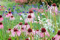 【保存版】毎年花咲く宿根草完全ガイド｜選び方・育て方・種類・おすすめ品種