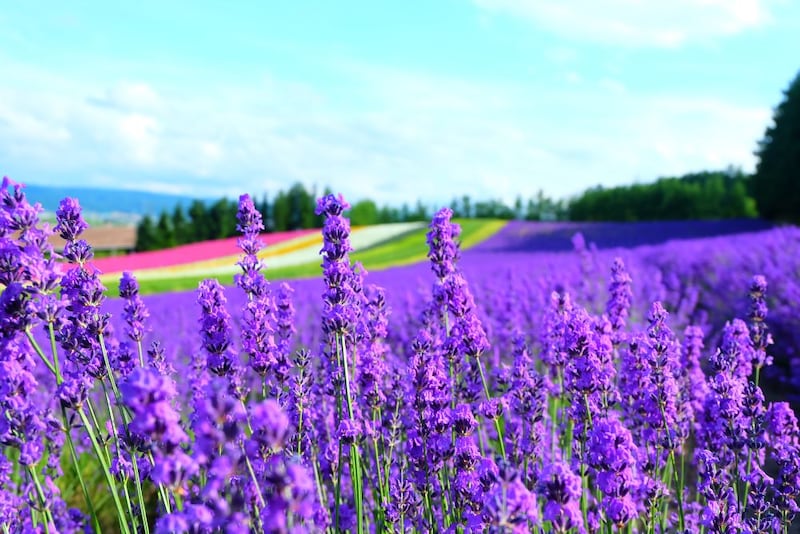 ラベンダー