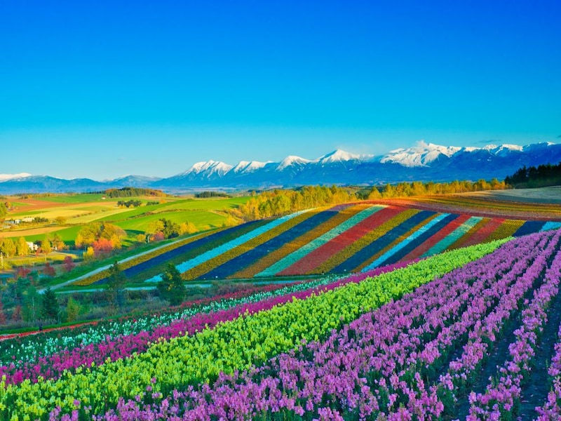 北海道の花畑