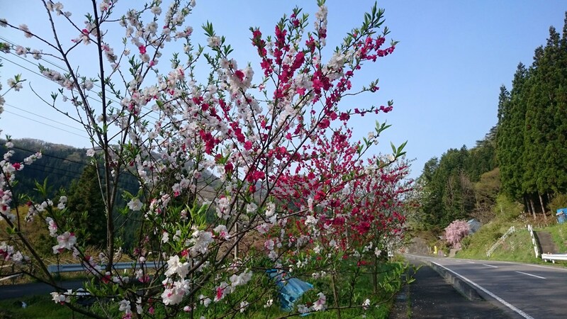 1万本のハナモモが沿道を彩る花桃街道。