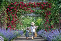 まちづくりを支える花とみどり…みつけイングリッシュガーデン、一人一花運動、中之条ガーデンズの事例 〜園芸・ガーデニング業界最新情報をお届け〜