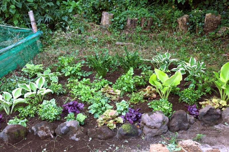 植栽直後は瑞々しい葉で彩られていたシェードガーデン。しかし、2025年の8月は雨が極端に降らず…。