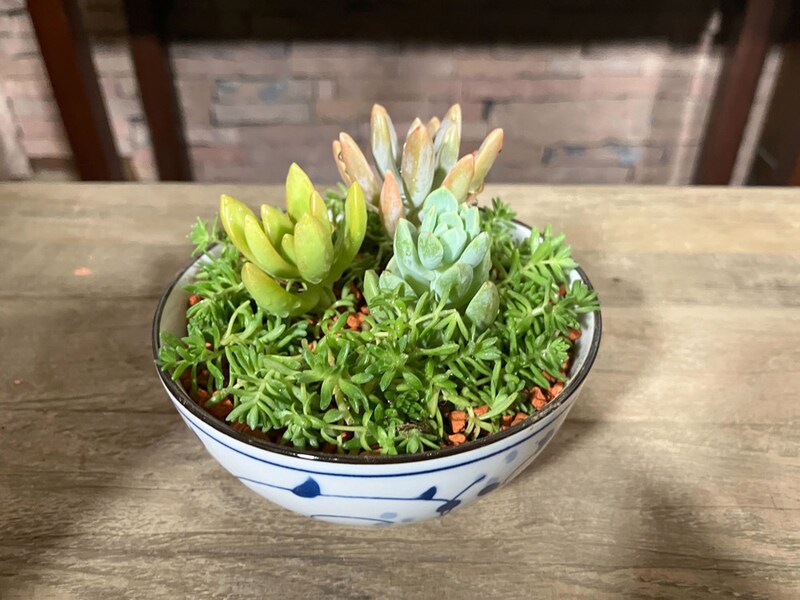 使わなくなった食器を活用! 和食器の寄せ植えづくり