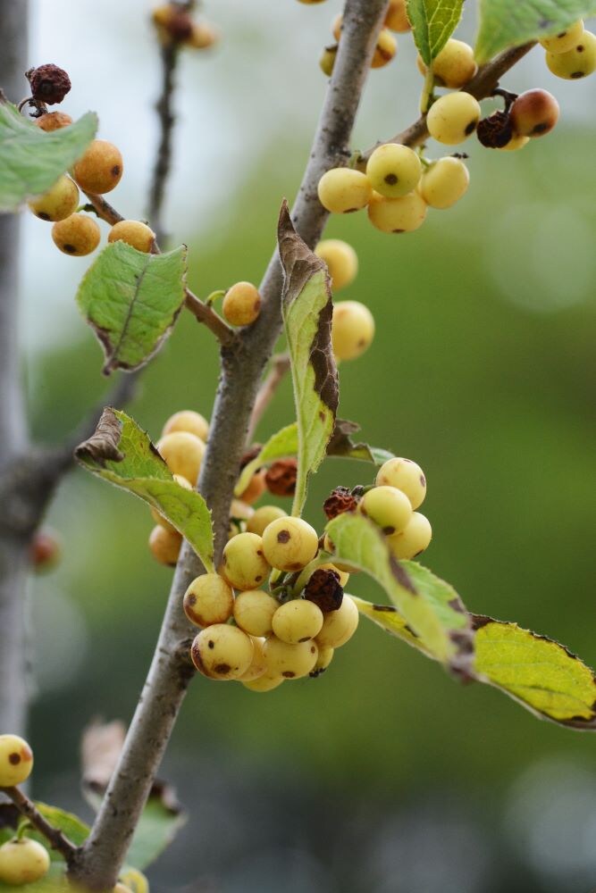 シロウメモドキ