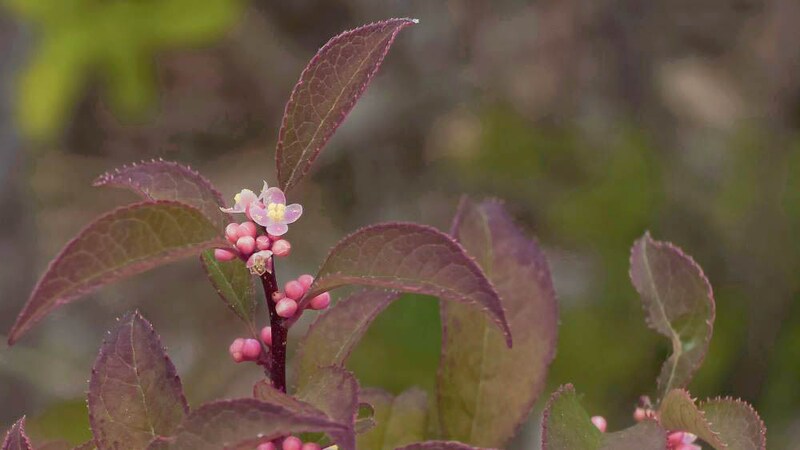 ウメモドキの花