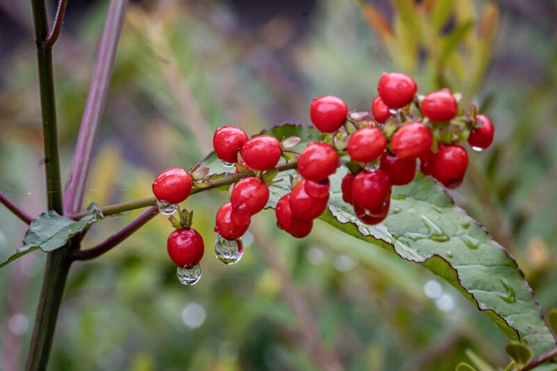 ウメモドキの実