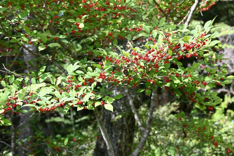 イヌウメモドキ