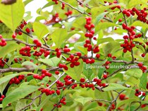 秋冬の庭に赤い実が映える！ ウメモドキの育て方・剪定・増やし方まで徹底解説